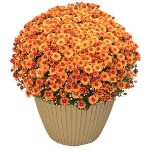 2.1 Gal. Orange Mum In Decorative Planter Plant (1-Pack) | The Home Depot