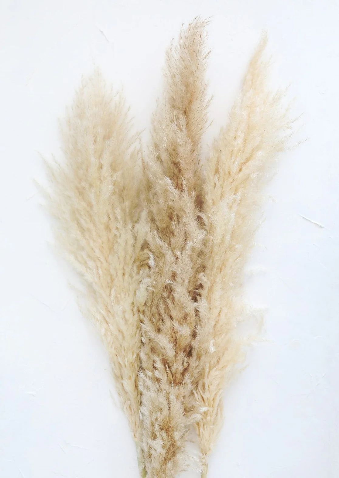 Dried Pampas Grass | Naturally Dried Grasses & Flowers | Afloral.com | Afloral