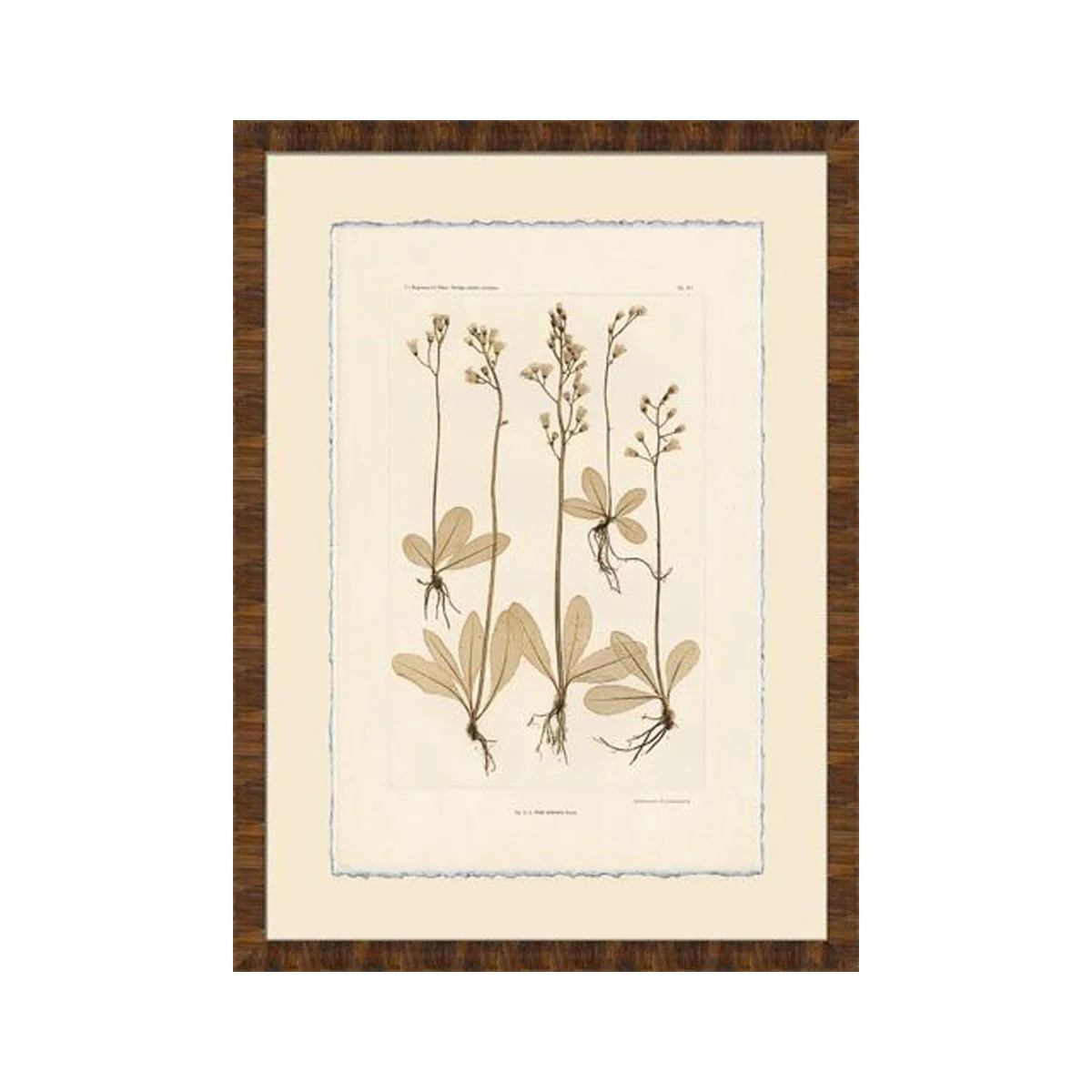 Hawksbeard Floral Study | Tuesday Made