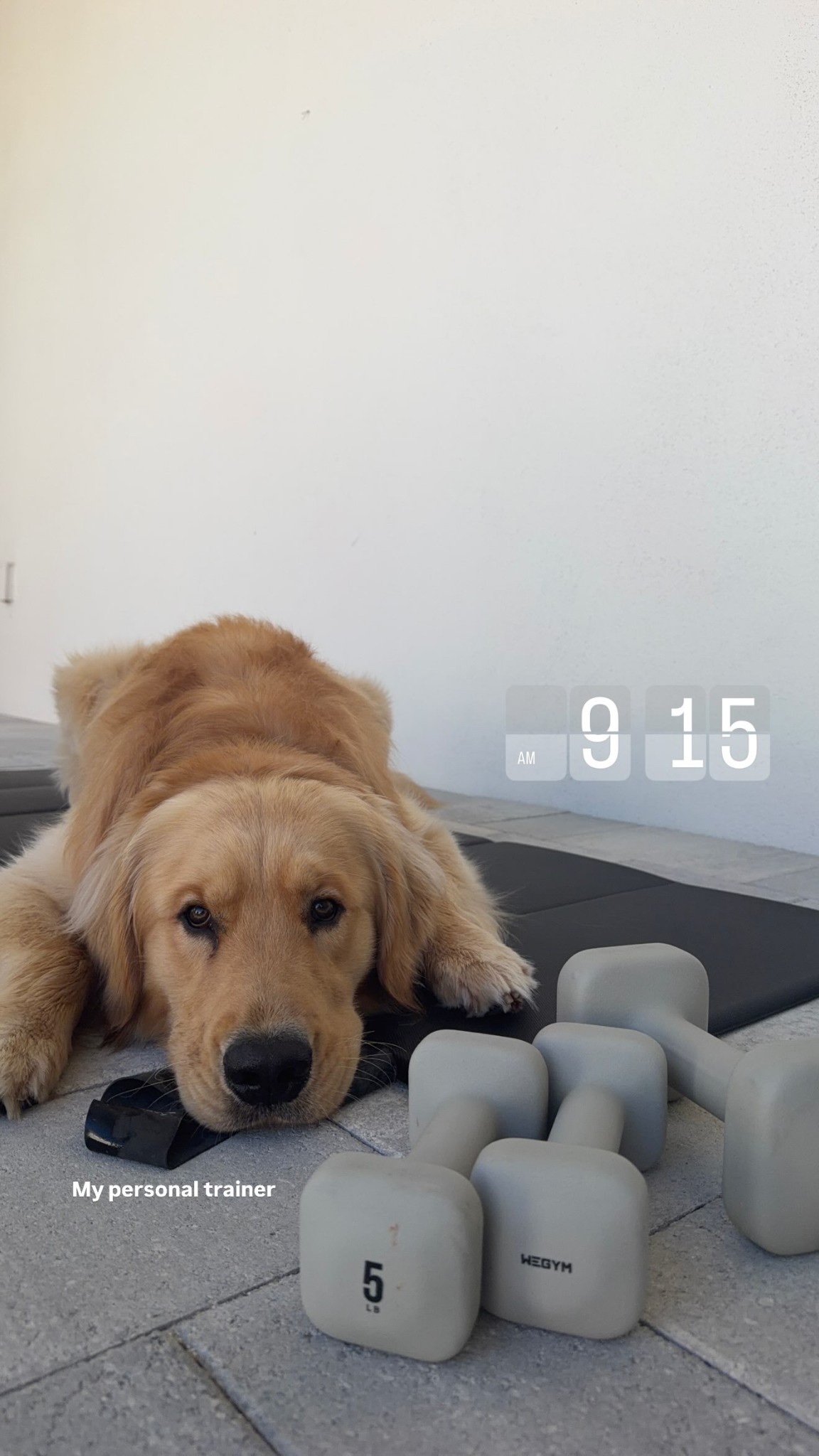 My personal trainer

#LTKfitnessgoals #LTKActive #LTKdayinmylife