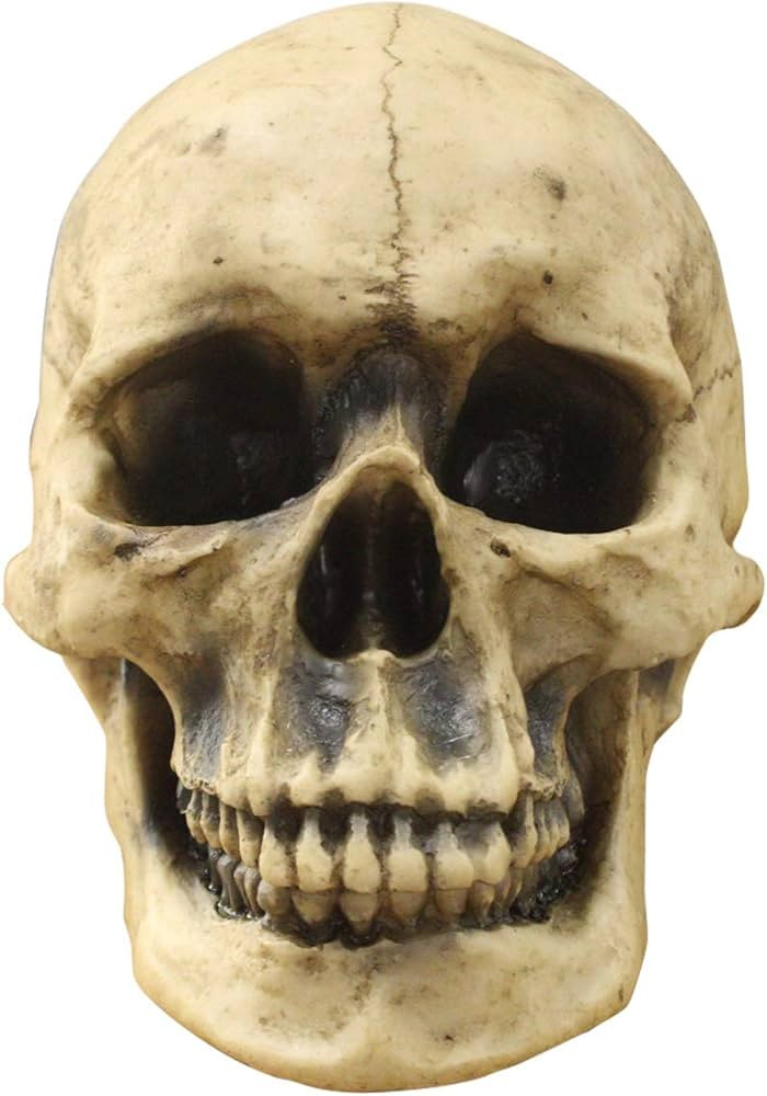 Wall Charmers Life Size Human Skull - 8.5" Realistic Faux Human Anatomy - Table Top Skeleton Head... | Amazon (US)
