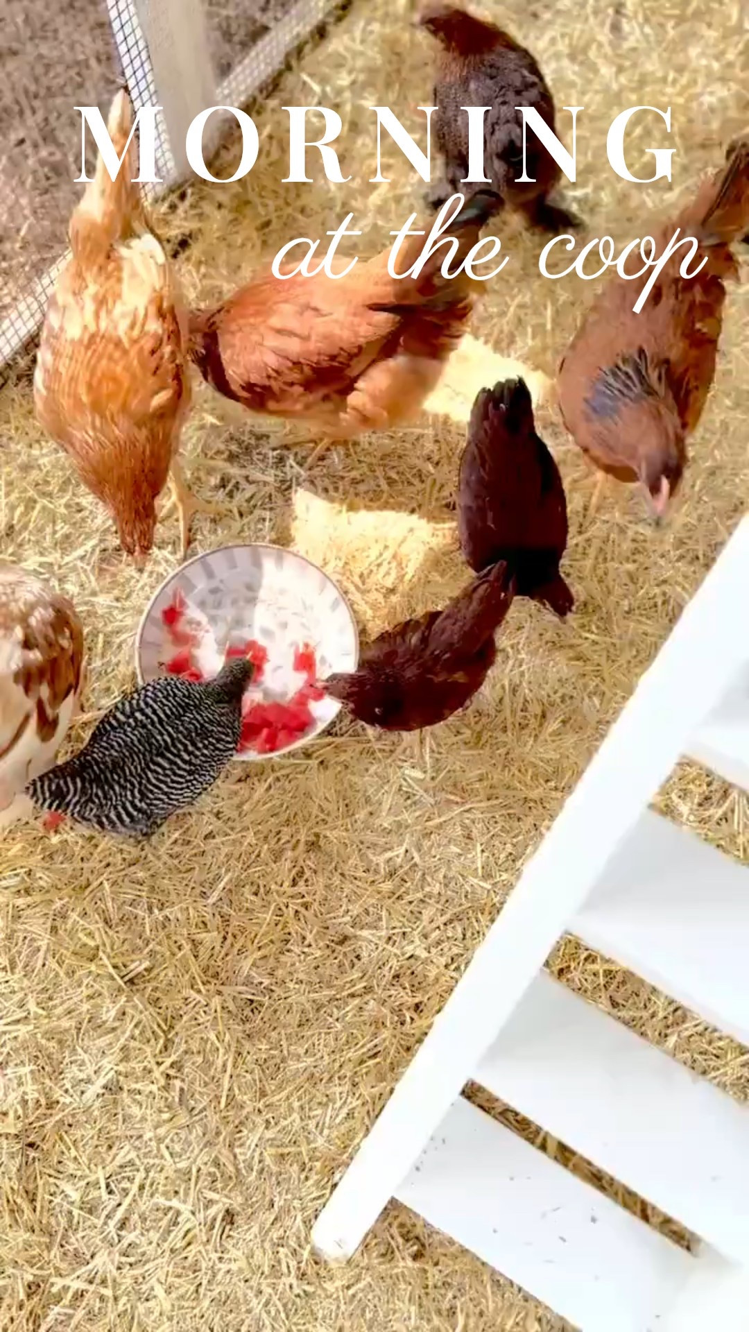 Meet the queens of the coop 👑🐔 Fresh straw, a crisp white henhouse, and happy hens living their best life in our backyard setup. It’s all part of the charm 💛🌿

Tap to shop cozy coop finds + our favorite chicken-keeping must-haves 🛒
#porcheandco #chickencoop #backyardchickens #homesteadstyle #modernfarmhouse #cozyhomedesign #ltkhome #ltkchickens #ruralliving #henhouse #backyardflock #chickenlife


#LTKOver40 #LTKHome #LTKStyleTip