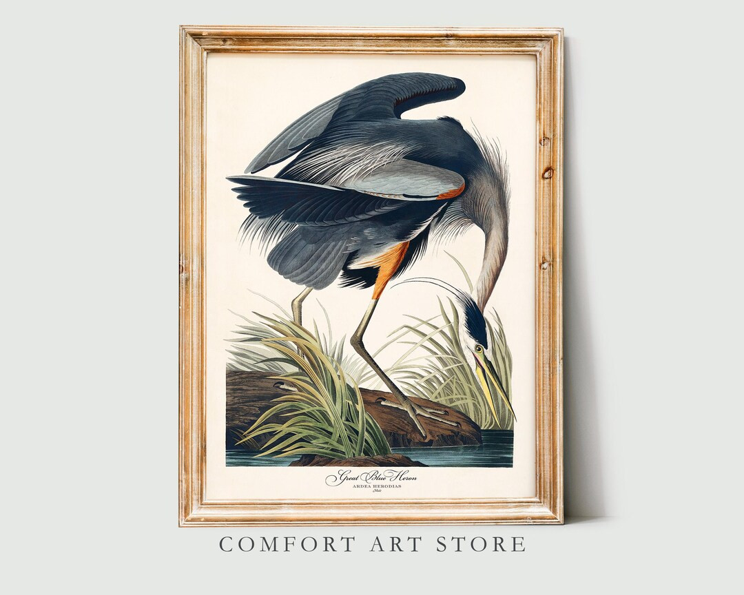 John Audubon Bird Print Retro American Great Blue Heron Gallery Wall Art Poster Museum Exhibition... | Etsy (US)
