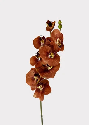 Real Touch Fake Phalaenopsis Orchid in Fall Burnt Orange Hue - 31" | Afloral