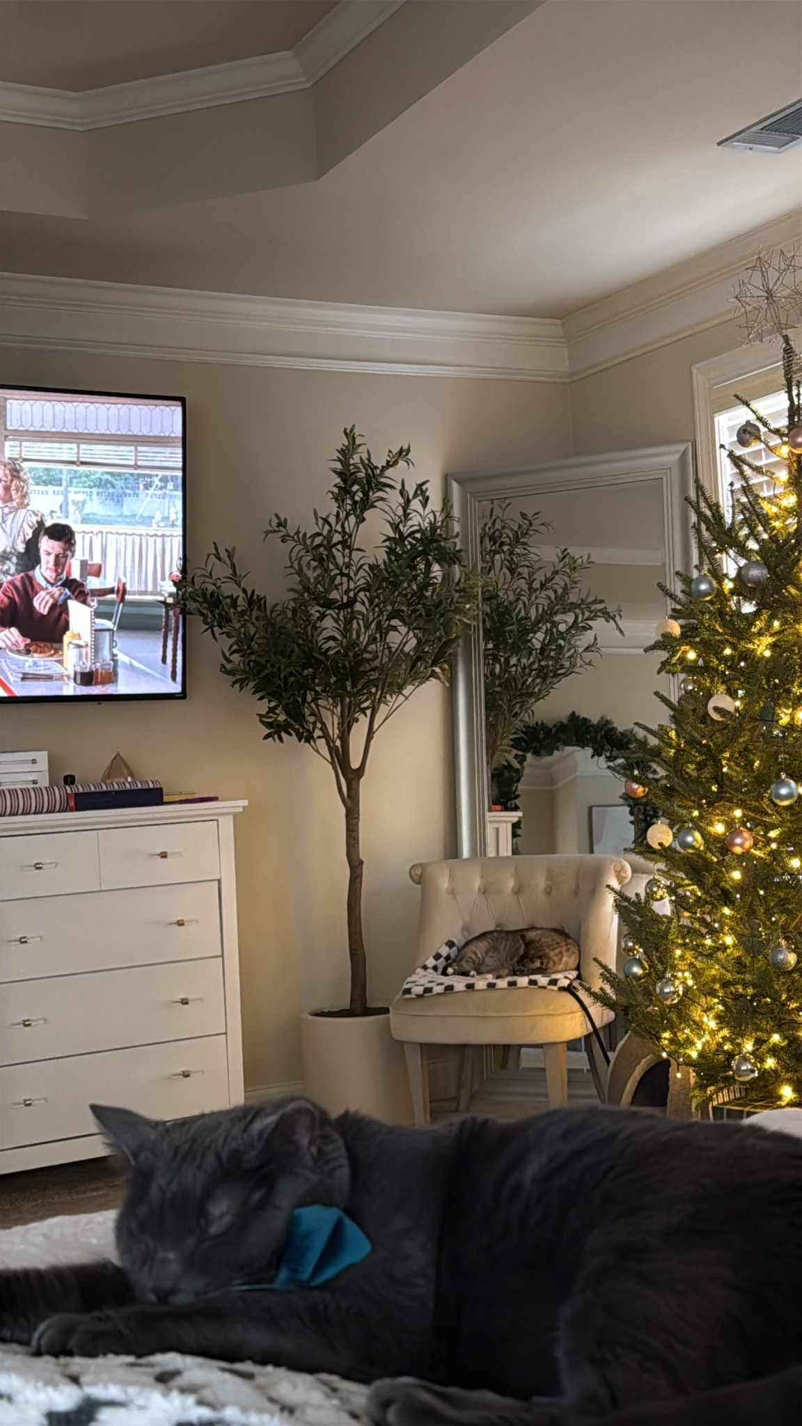 Our kitties LOVE these heated cat pads ❤️

#LTKHome #LTKGiftGuide #LTKFindsUnder50