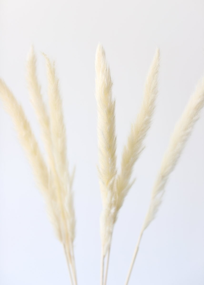 Pack of 6 - Smooth White Natural Pampas Grass - 25-29.5" | Afloral (US)