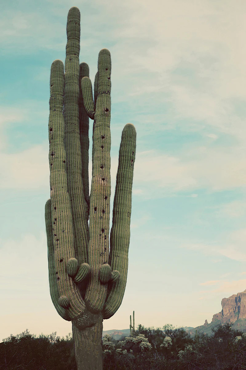 Blue Desert | Juniper Print Shop