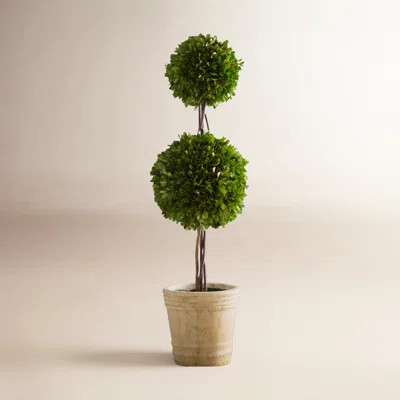 Aldin Preserved Boxwood Double Ball Topiary | Wayfair North America
