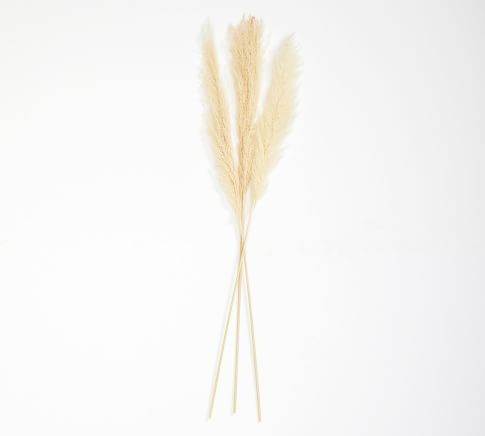 Dried Pampas Grass Branches - Set of 3 | Pottery Barn (US)
