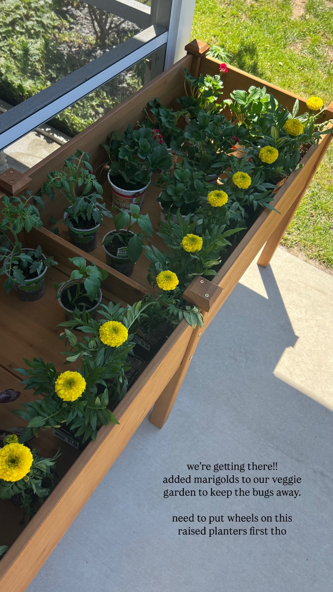 Raised garden beds

#LTKSeasonal #LTKHome