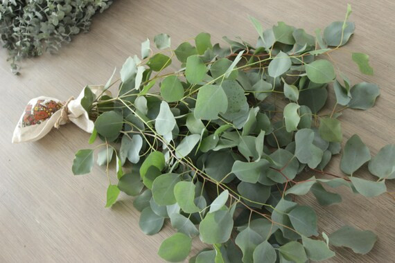 Silver Dollar Eucalyptus 5-7 stem bunches | Etsy (US)