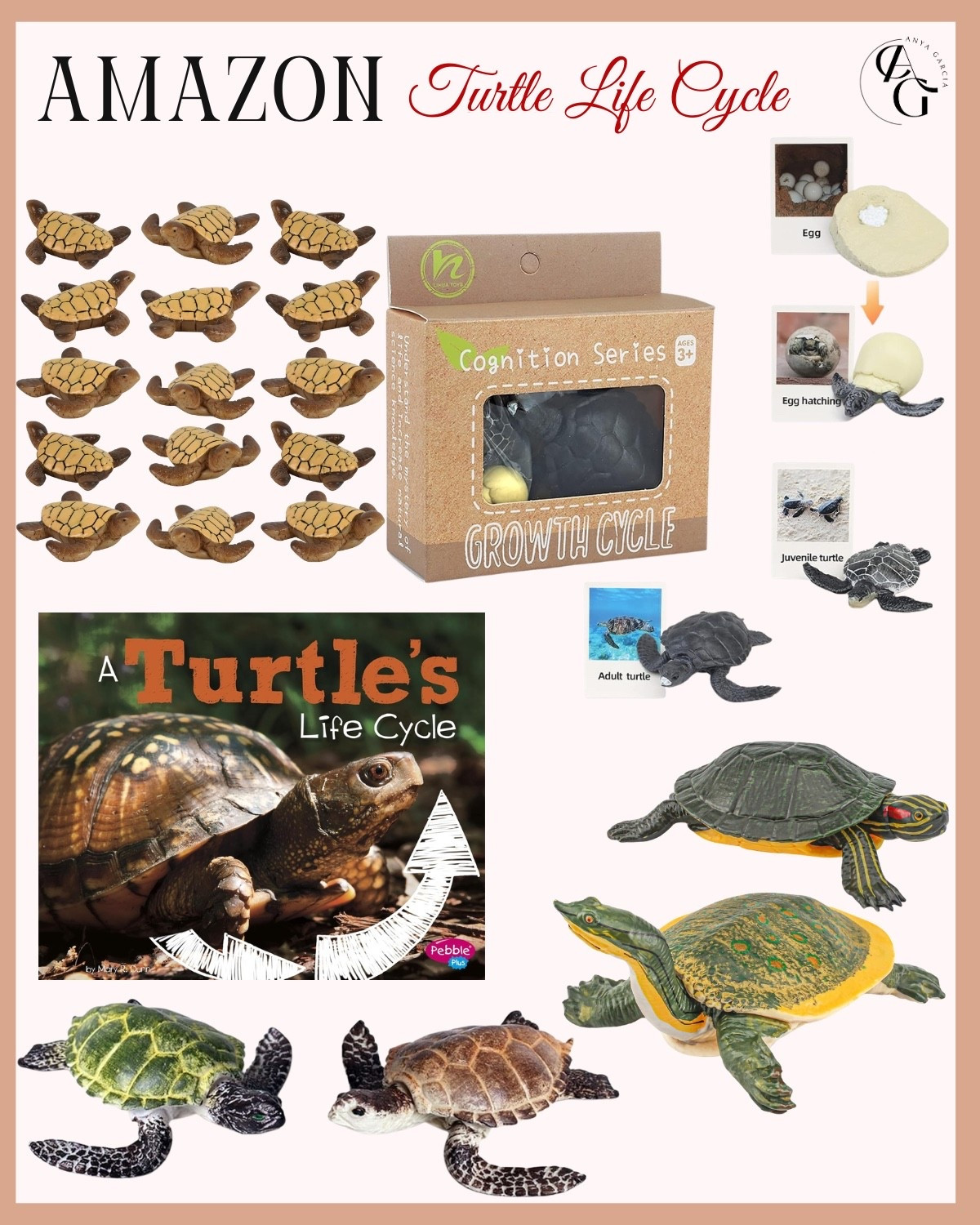 Amazon ~ Turtle Life Cycle

#LTKhome #LTKkids #LTKgiftguide