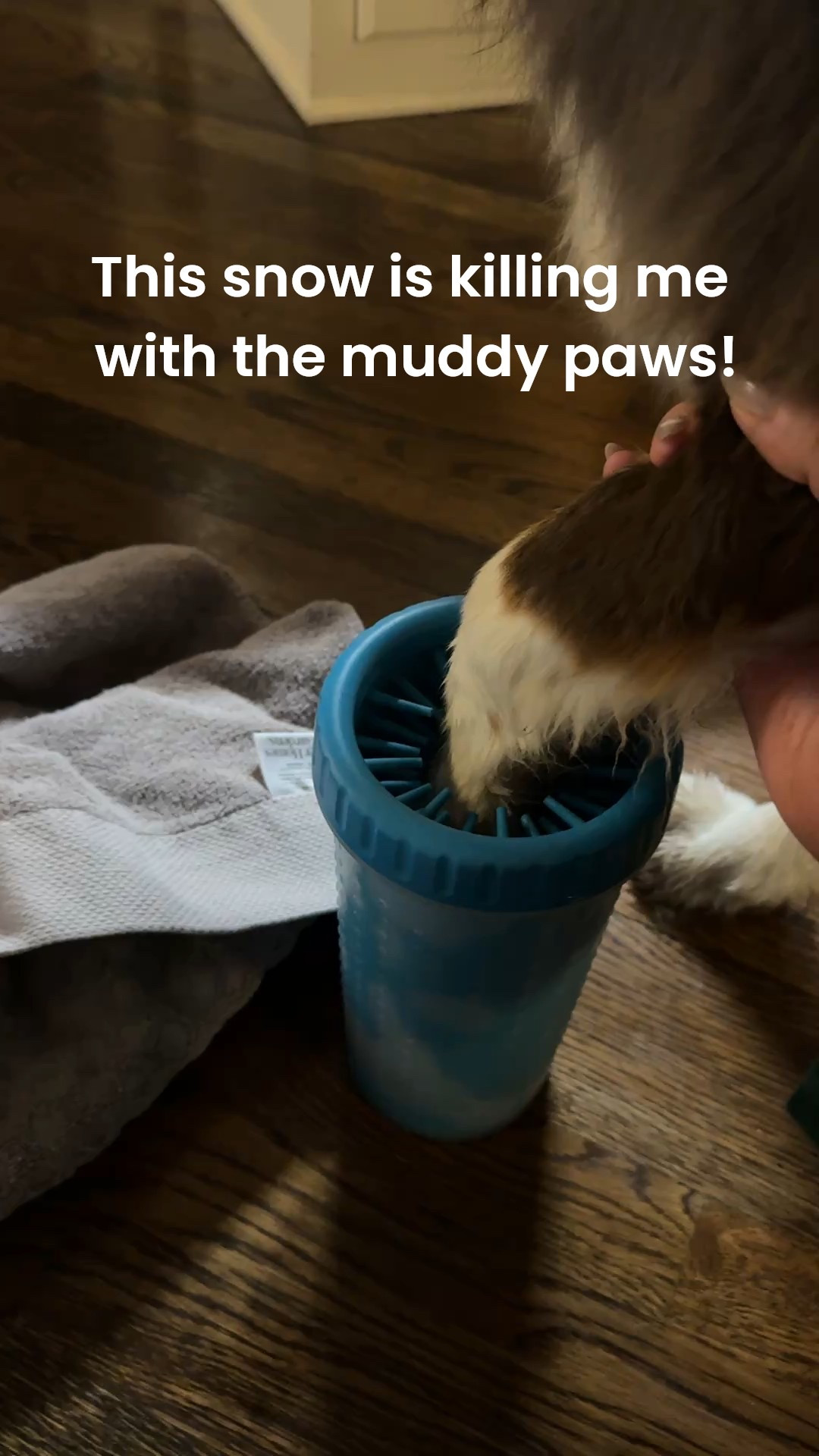 No muddy paws around here! I just add dawn and warm water and this things works wonders!

#LTKHome
