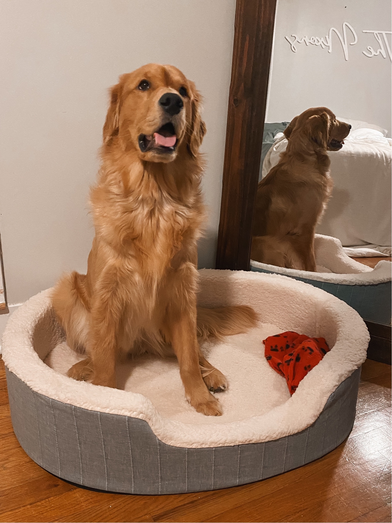 Finn got a late Christmas present of a good, big, soft, cuddly bed! I know he will love the raised sides to lay his head on!🐾

#LTKfindsunder100 #LTKhome