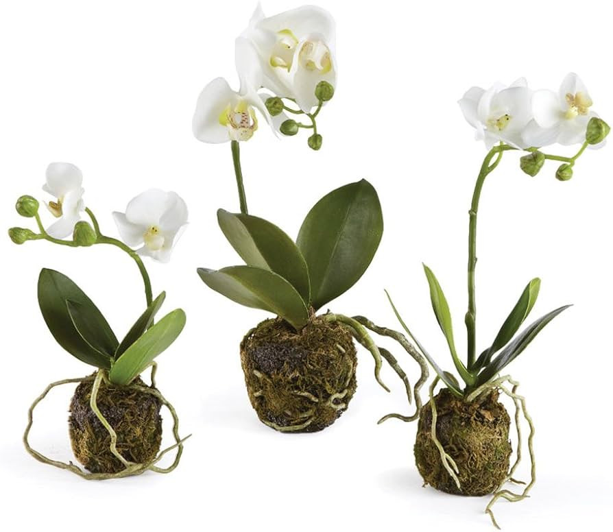 Porch & Petal Phalaenopsis Drop-Ins, Set of 3, 2.5x11.5x2.5, Green/White, 2 Piece | Amazon (US)