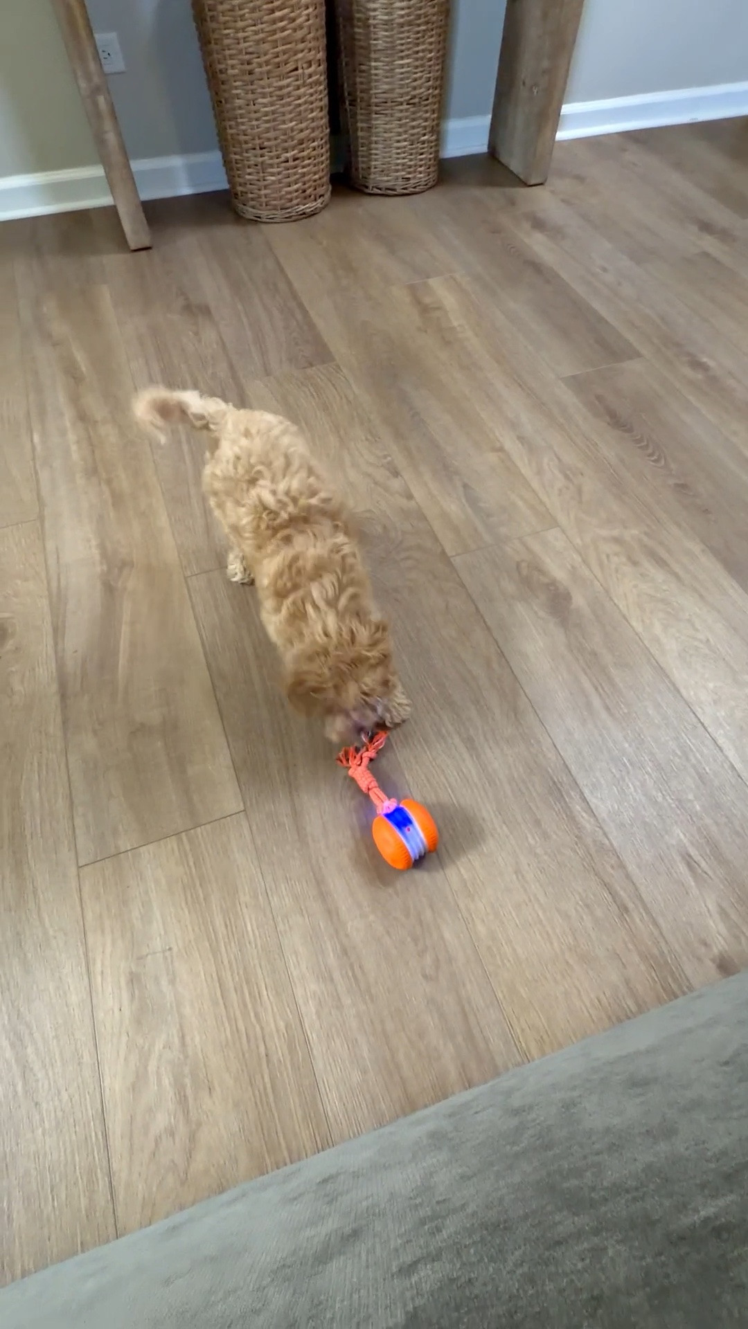 Dog spinning toy