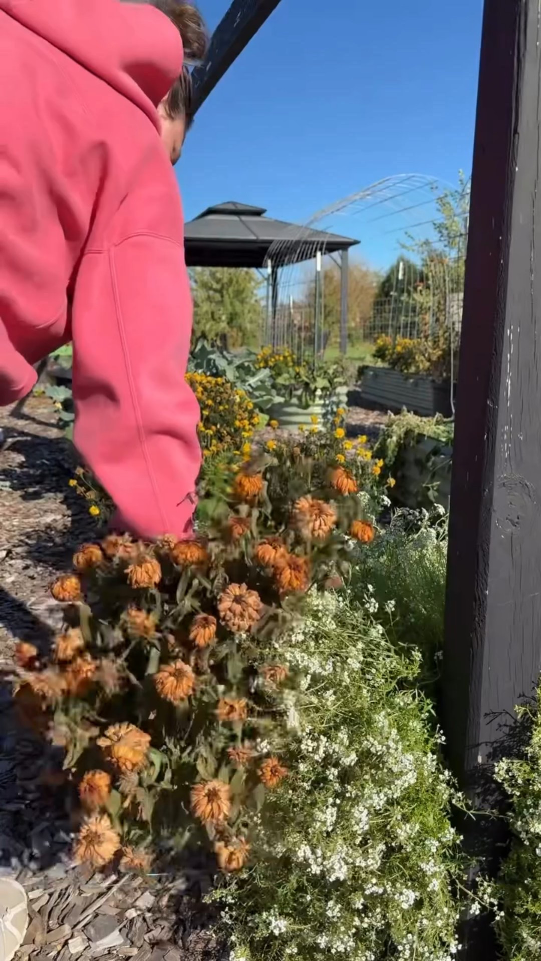 End of season cleanup? Nope — I’m letting my plants do the work 😉 Dead plants = free mulch, happy soil, and way less work come spring! Skip plants that had disease or major pest issues. 

Pro tip - break up this foliage into small pieces with a shovel so it breaks down quicker. I’ll be adding a good layer of leaves once all my crops are done for the fall. 

#lazyGardener #soilhealth
