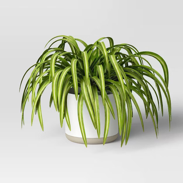 Medium Spider Ceramic Pot - Threshold™ | Target