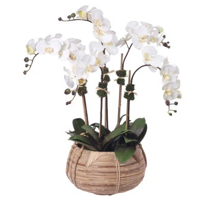 Phalaenopsis Orchids in Basket | Wayfair North America