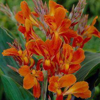 VAN ZYVERDEN Cannas Stadt Fellbach (Set of 5 Bulbs)-83458 - The Home Depot | The Home Depot