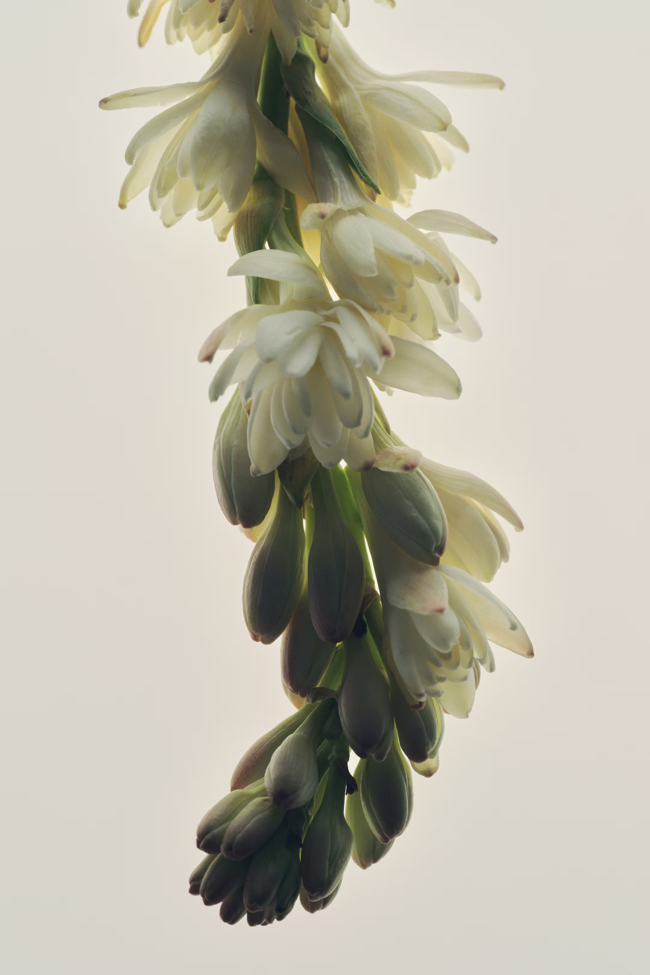 Hopeful Romantic Fragrance - Hopeful Romantic  - Beauty all | H&M US | H&M (US + CA)