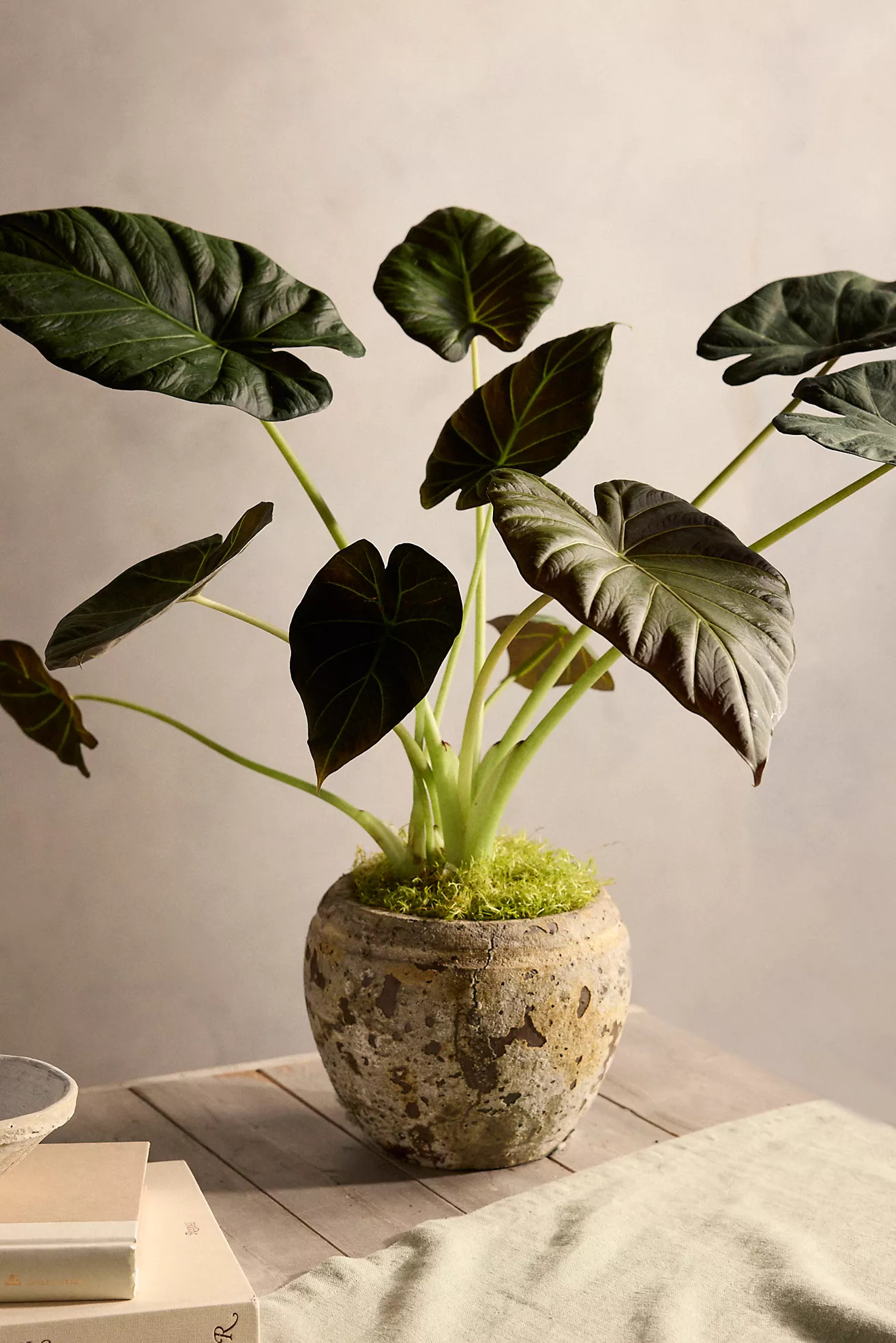 Alocasia 'Regal Shield' | Anthropologie (US)