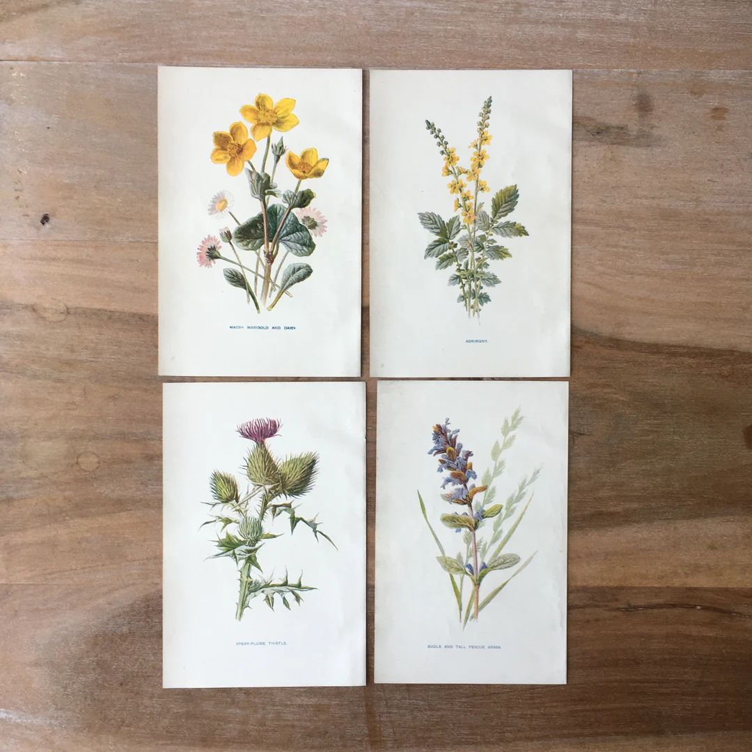 1902 Antique Original Botanical Chromolithograph set of 4, Marigold, Daisy, Spear Plume Thistle, ... | Etsy (US)