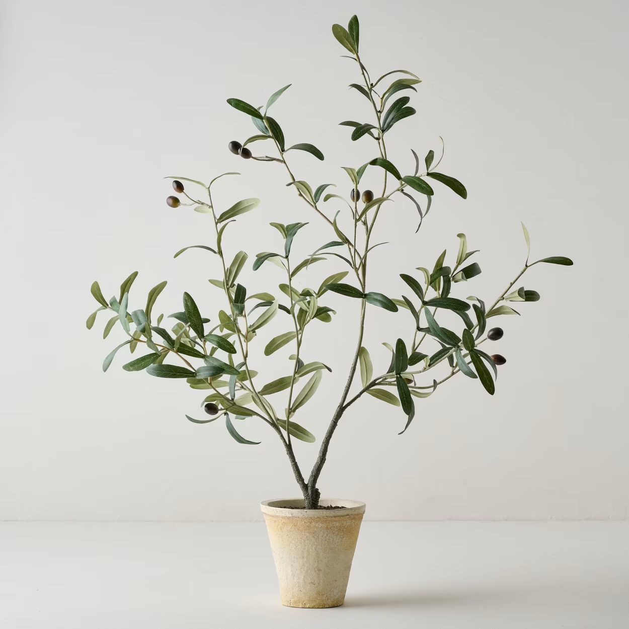 Potted Olive Leaf Tree | Magnolia