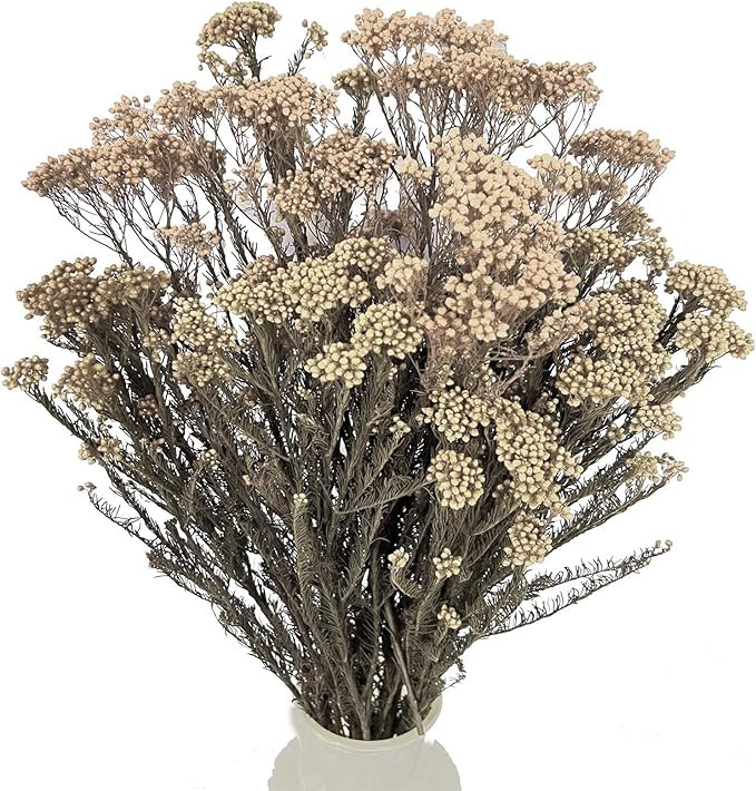Dried Flower, Rice Flower, White Dogwood, Pill Flower, Sago Bush, Ozothamnus diosmifolius, for We... | Amazon (US)