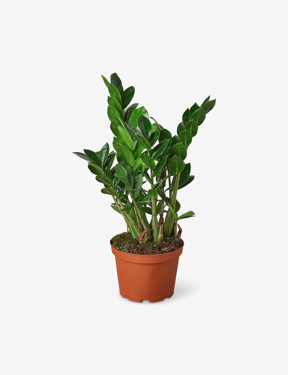 Live Zamioculcas Zamiifolia Plant (ZZ Plant) Grower Pot Only | Lulu and Georgia 