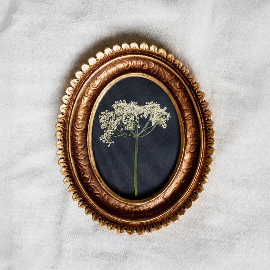 Queen Anne's Lace Mini Oval Art, Pressed Dried Queen Anne's Lace in Gold Scalloped Frame, Pressed... | Etsy (US)