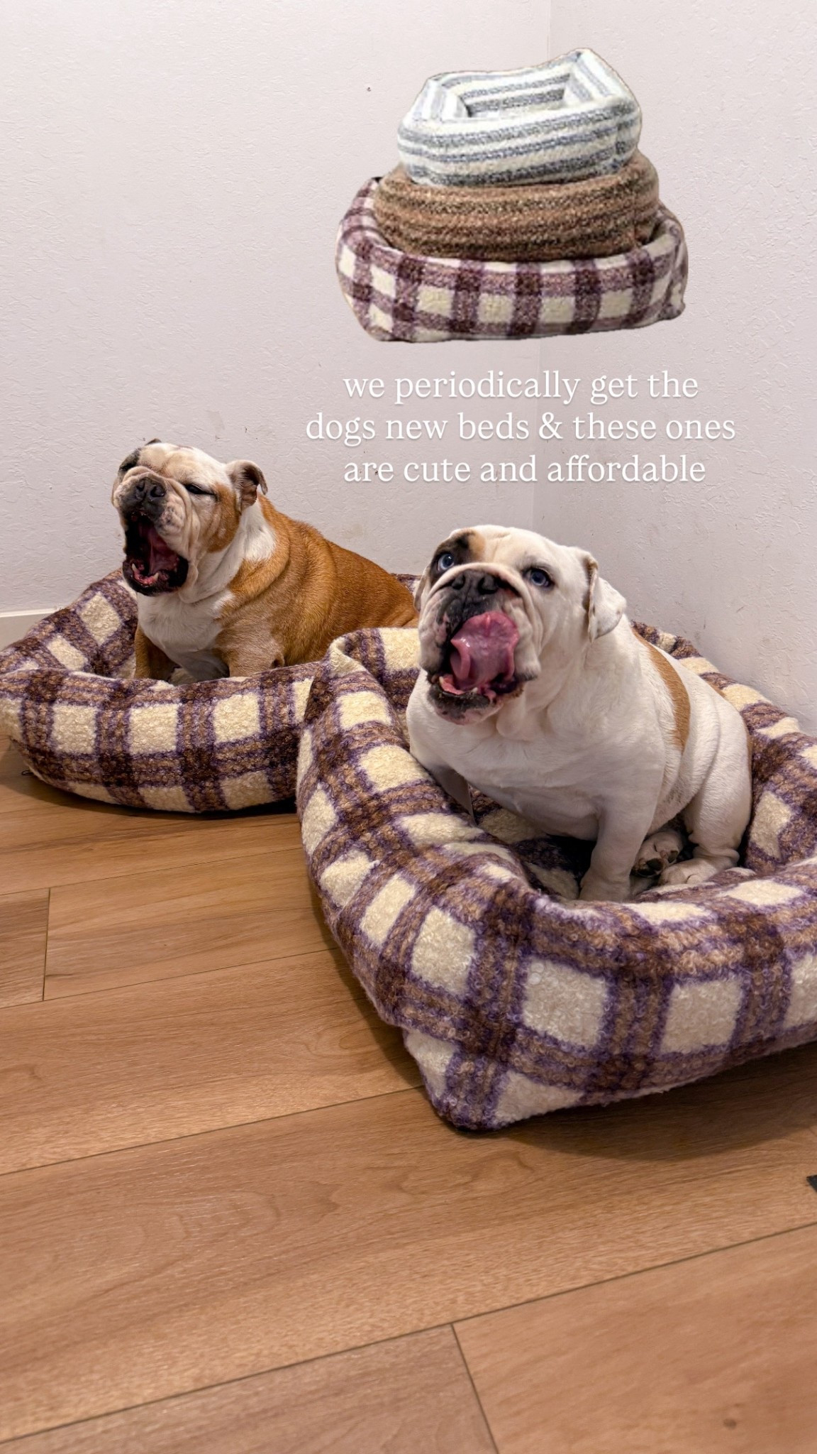 Cute affordable dog beds 

#LTKdayinmylife #LTKHome