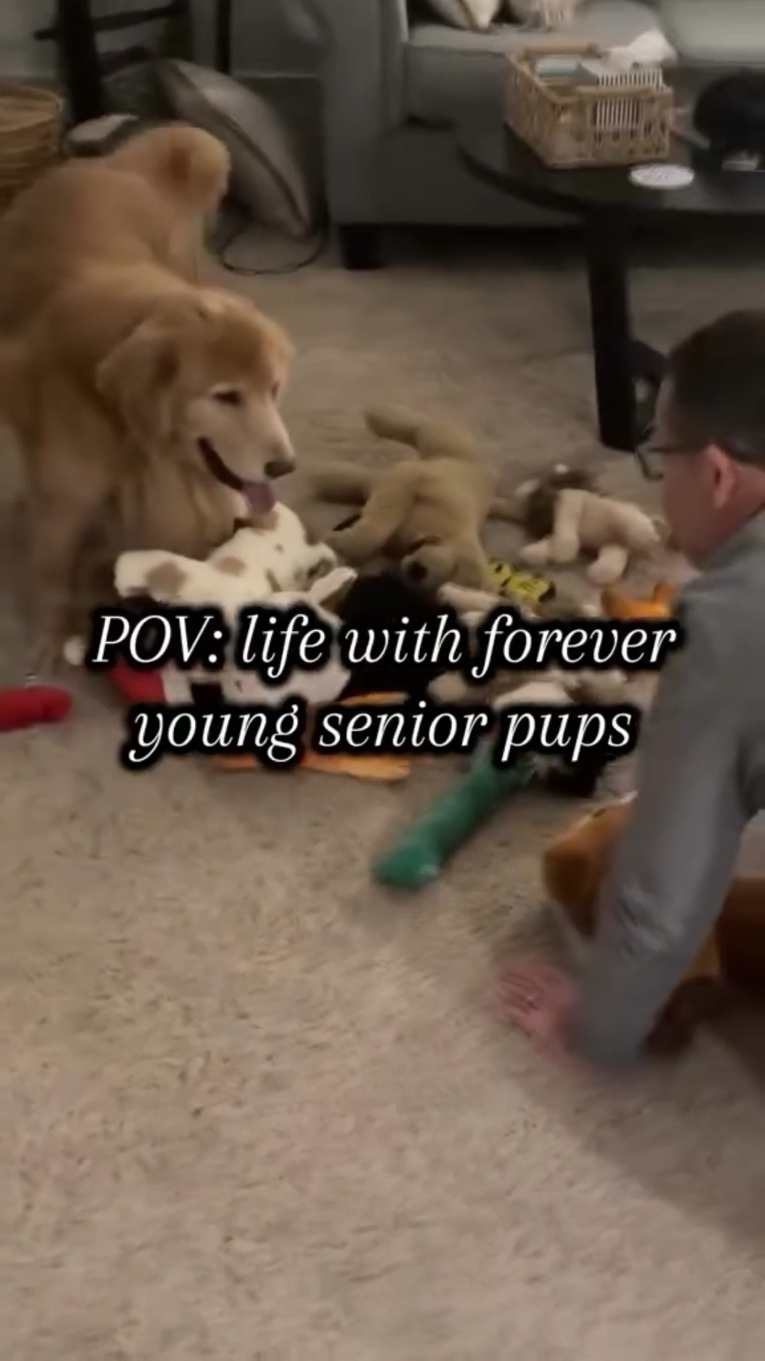 Charlie & Nora. Love being their #golden #dogparents. We have two of the sweetest #seniordogs ever. #dogmom #dogdad

#LTKmomlife #LTKKids