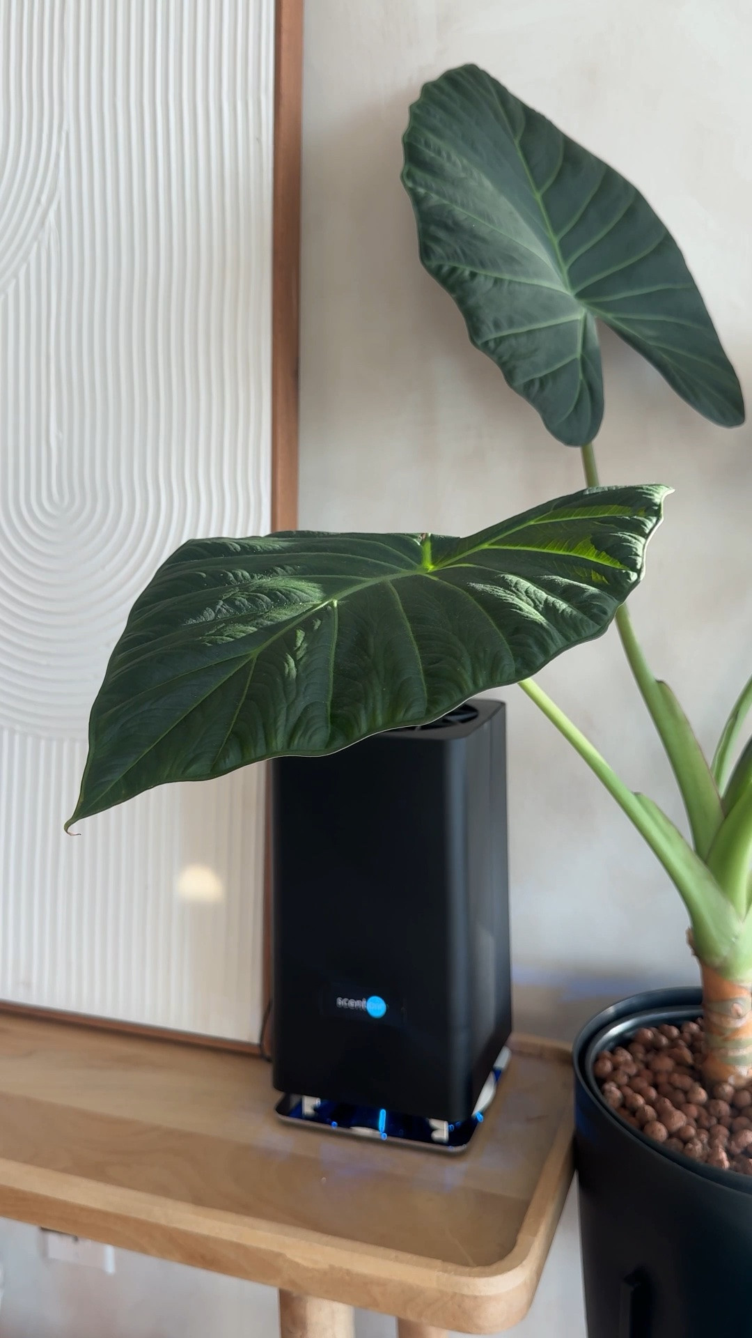 My environment plays a major role in my mental health. So keeping a tidy and fresh home is very important to me. I wanted something simple that could provide a signature smell throughout my apartment so I went with @scent air! Fragrance strength varies but definitely leaves a lasting impression. 

This is definitely a great  Mother’s Day gift option! 

Catch that sale while it lasts!!

#LTKHome #LTKSaleAlert #LTKMothersDay