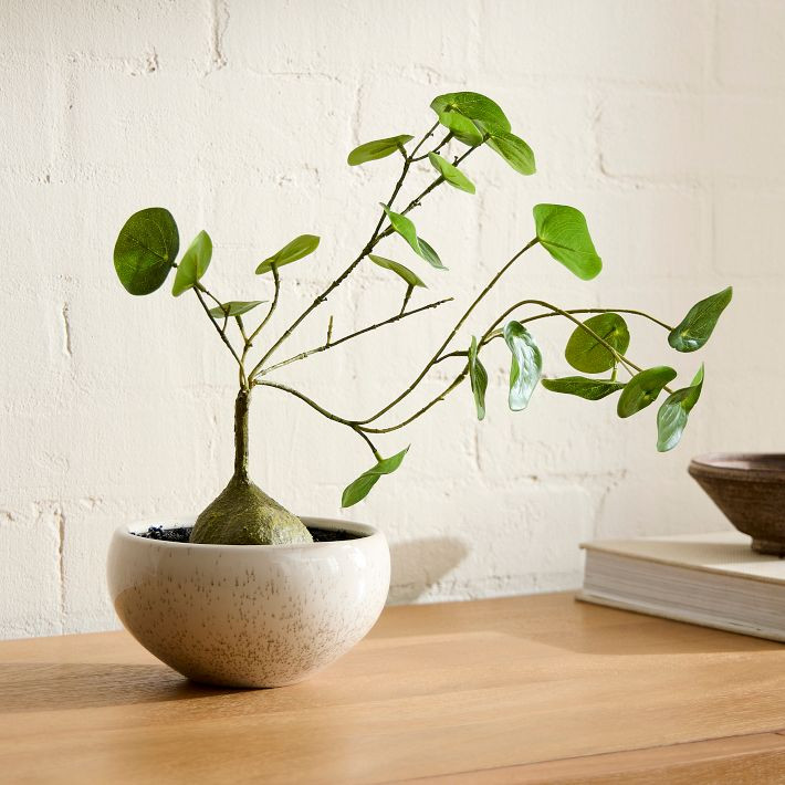 Faux Potted Caudex Plant | West Elm (US)