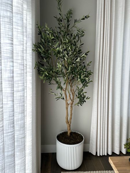 Linking my olive tree, planter, moss, and curtains in our dining room  

#LTKhome #LTKstyletip #LTKfindsunder100