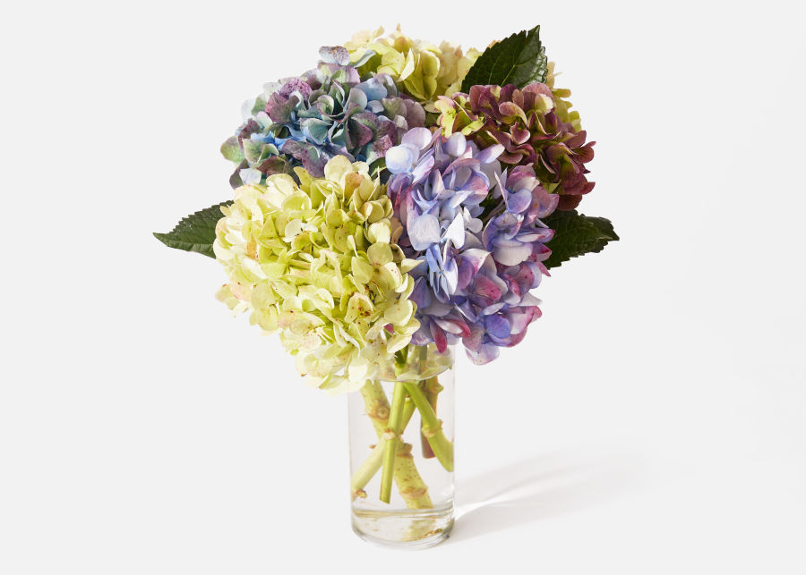 The Epiphany | UrbanStems