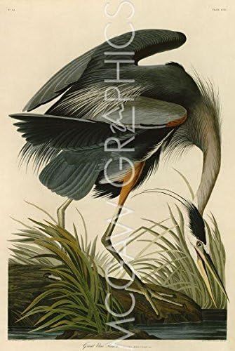 Great Blue Heron by John James Audubon, Art Print Poster 11" x 14" | Amazon (US)