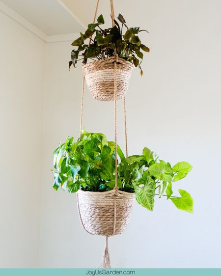 My arrowheads have thrived in these hanging plant baskets. I have them in the corner of my living room and they look so good! #planter #plants #homedecor #handmade #garden #planters #plant #plantbaskets #gardening #flowers #plantsmakepeoplehappy #plantlover #indoorplants #interiordesign #houseplants #pot #nature #pots #plantlife #home 

#LTKhome