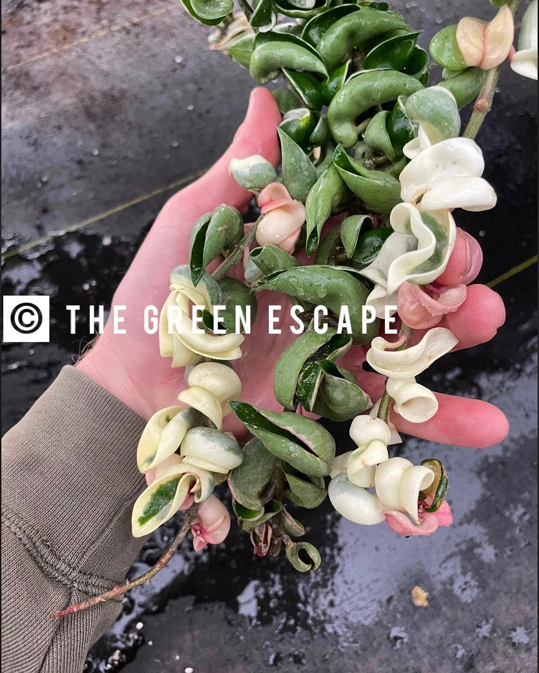 Variegated Hoya Carnosa Compacta variegated Hindu Rope Starter Plant ALL STARTER PLANTS Require Y... | Etsy (US)