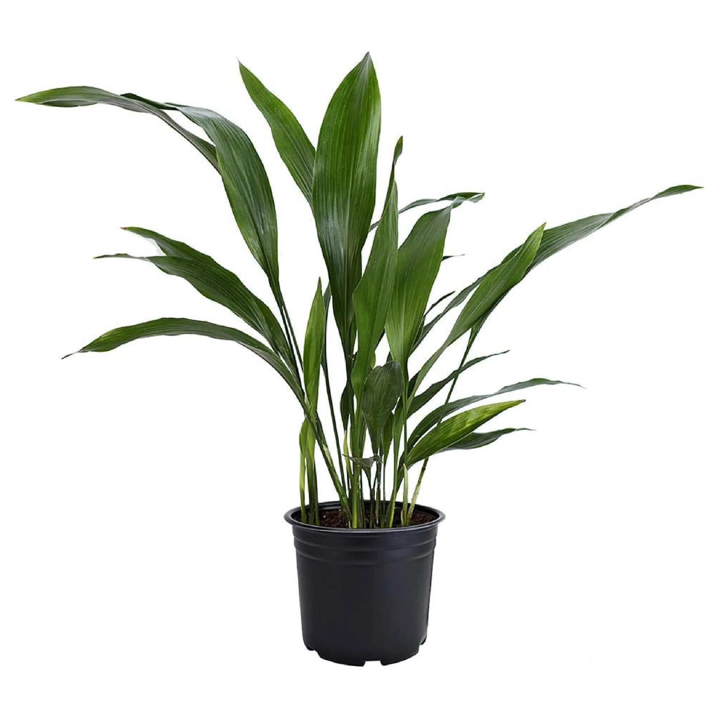 American Plant Exchange Cast Iron Plant, Large Live Houseplant, 10-Inch Pot, Easy Care, Thrives o... | Wayfair North America
