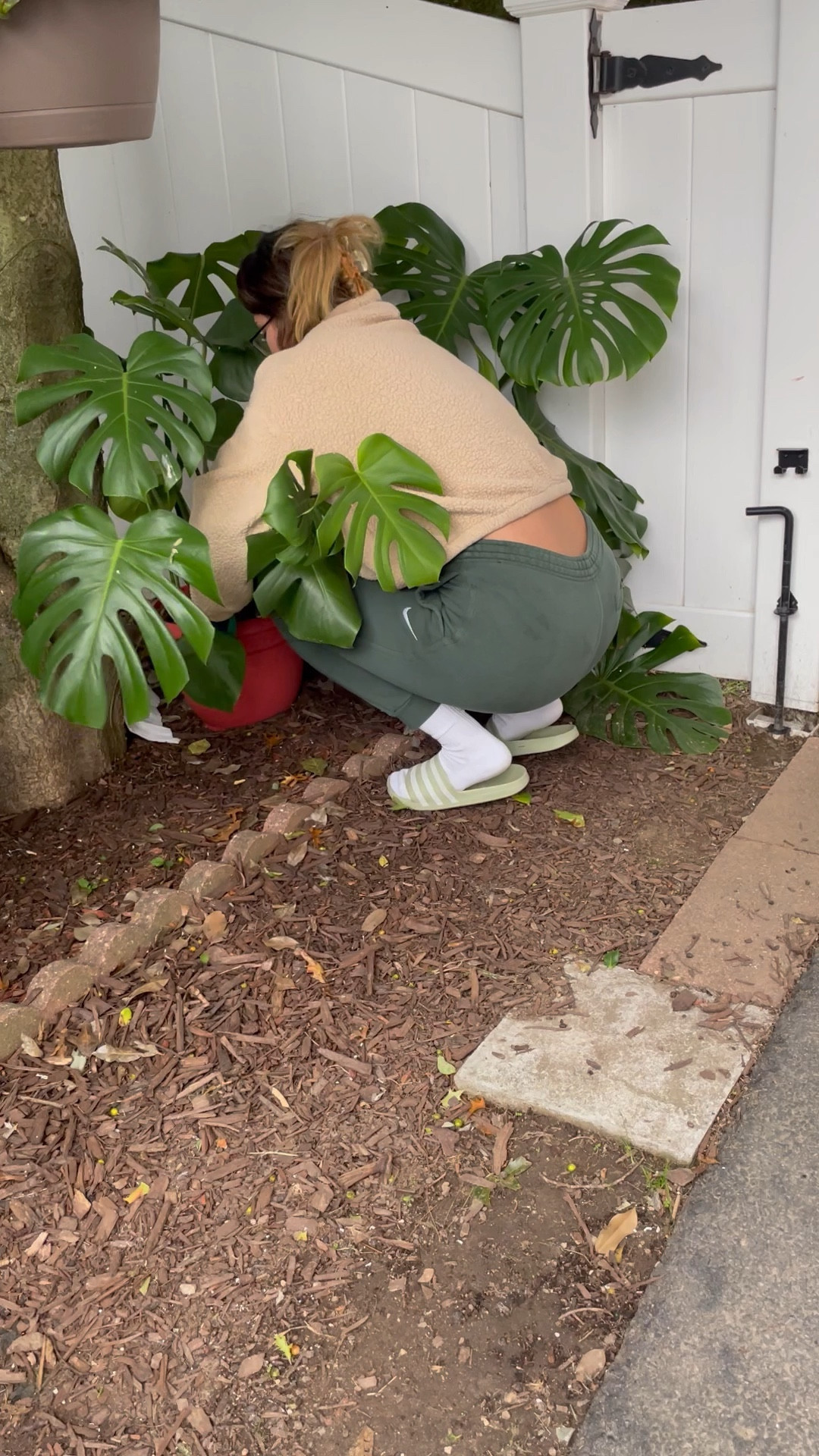 Cleaning up my giant plants a little later in the season than I’d like, oops! 

I think I’m going to chop it all, water propagate it and re-pot because the root system is crazy! 

I could not work around it to take the plant out for re-potting without tearing the roots. Both monstera’s are root bound.

#LTKSeasonal #LTKunder100 #LTKtravel