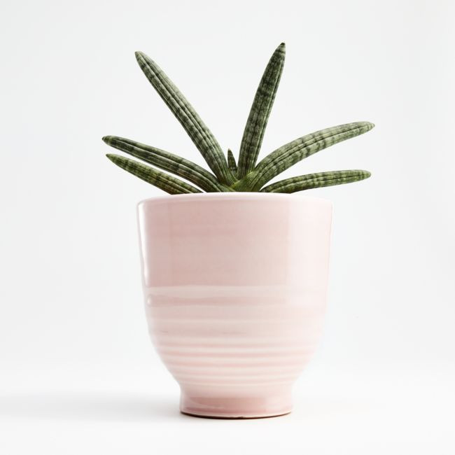 Elba Blush Planter | Crate & Barrel