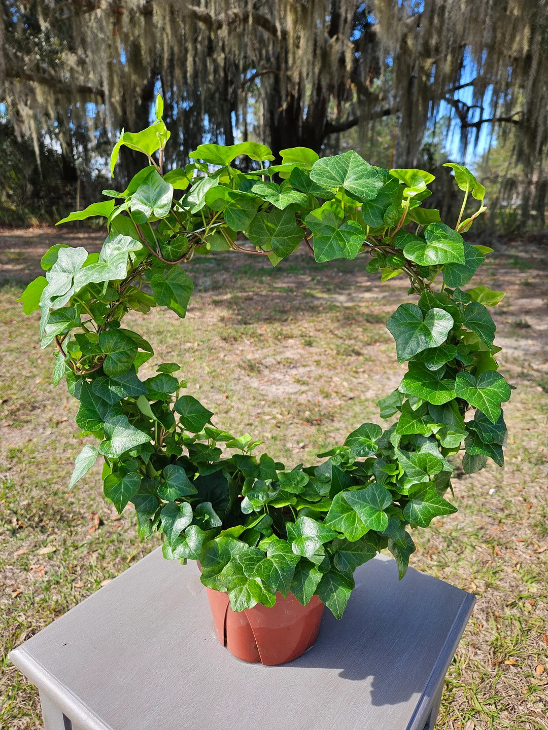 Elegant English Ivy Topiary: Round Shape, Live Variegated Plant in 6" Pot - White, Gold, or Green... | Etsy (US)
