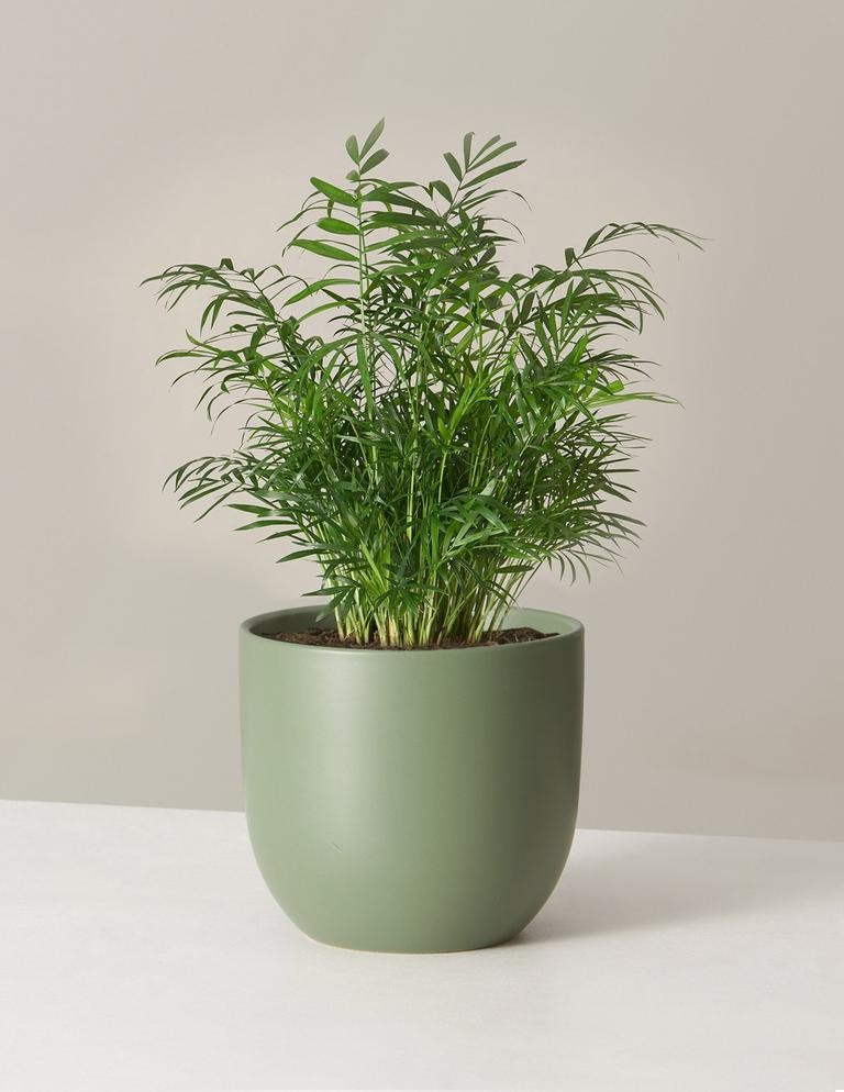Parlor Palm | The Sill