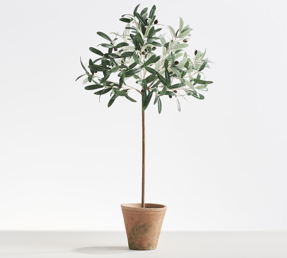 Potted Olive Tree, Tall, Green | Pottery Barn (US)