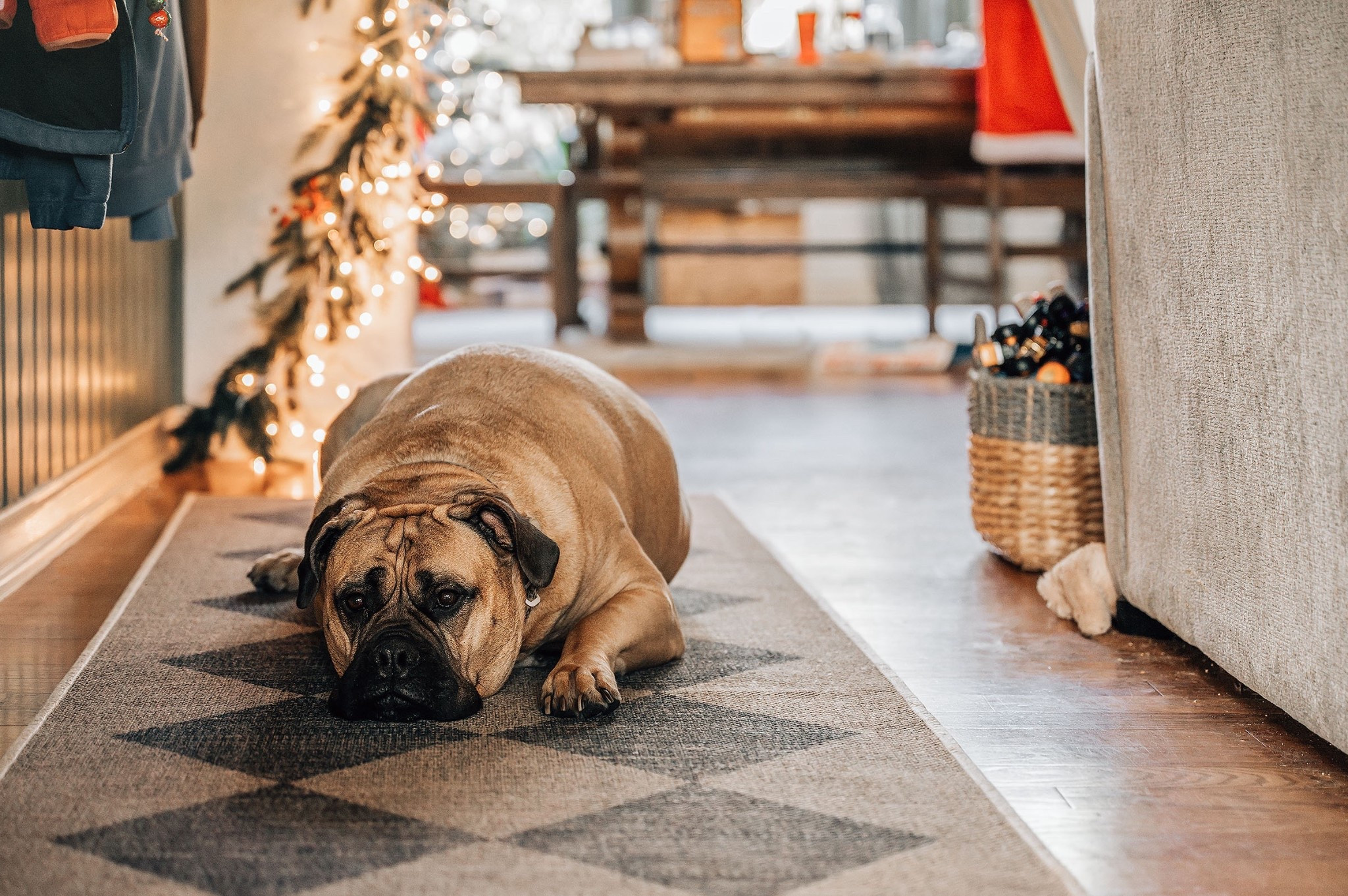 Our favorite rugs are still on sale! We just grabbed this beautiful checkered runner for our drop zone during their holiday sales and it's a new favorite spot for our girl to nap.

#LTKHome #LTKSaleAlert