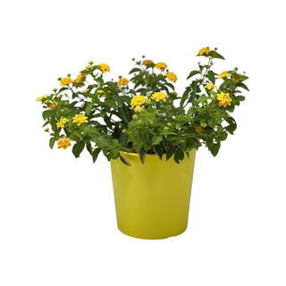 1.5-Gal Lantana Plant Yellow Flower in 8.25 in. Grower's Pot | The Home Depot