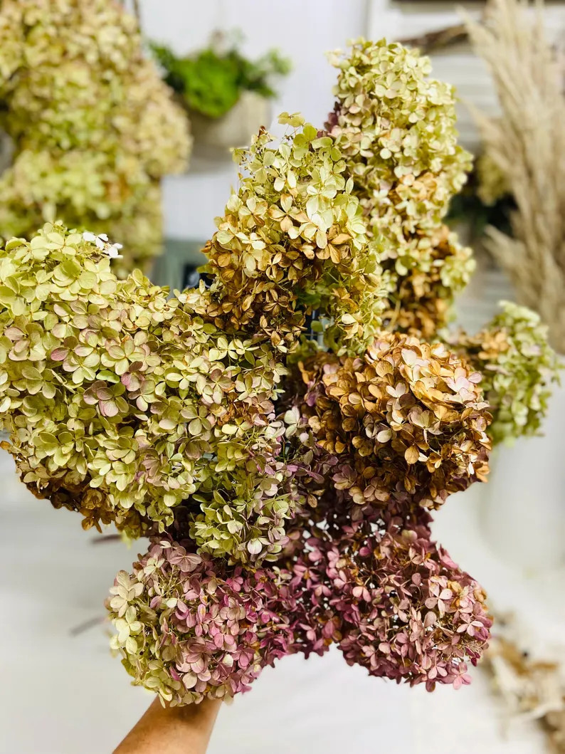 Dried Hydrangea stems | Paniculata Blooms | Med to Small - Seconds | Etsy (Global)