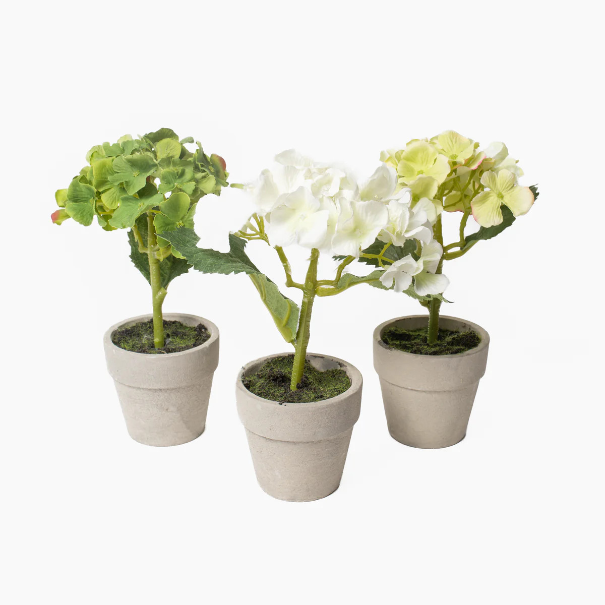 Mini Potted Hydrangea | Stoffer Home